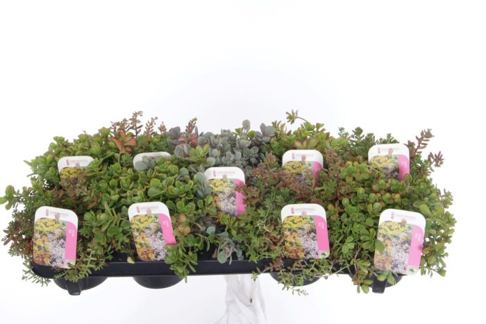 Sedum mix, D 12
