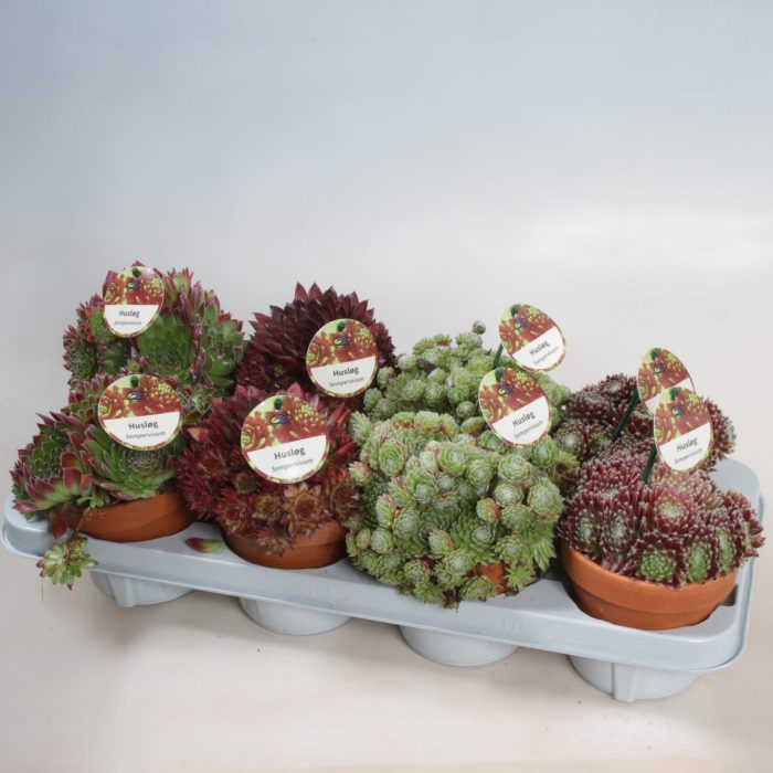 Sempervivum mix claypots 12cm, D 12