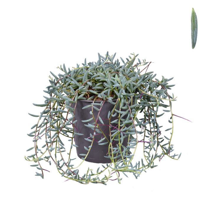 Senecio Hallianus (Zonder Hoes), D 12