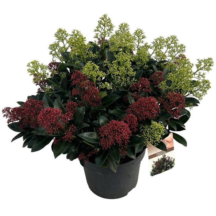 Skimmia jap. 'Carnaval' sense, D 27