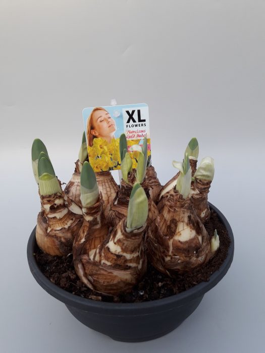 Narcissus Gold medal, D 19