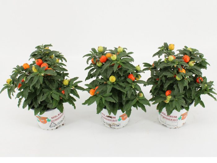 Solanum Pseudocapsicum oranje, D 10,5