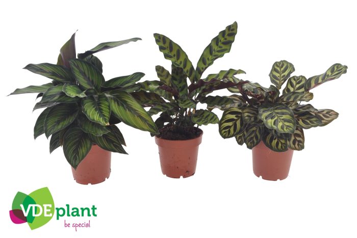Calathea mix 12cm, D 12