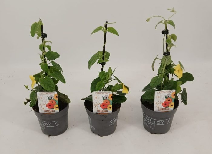 Thunbergia alata 'Yellow Dark Eye', D 10,5