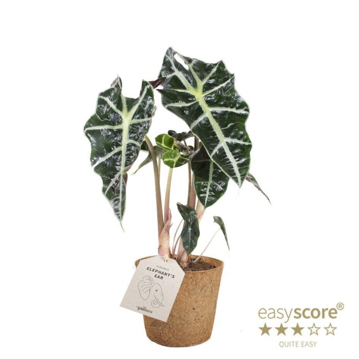 Alocasia ´Dwarf Amazonica´ - COCOZ, D 11