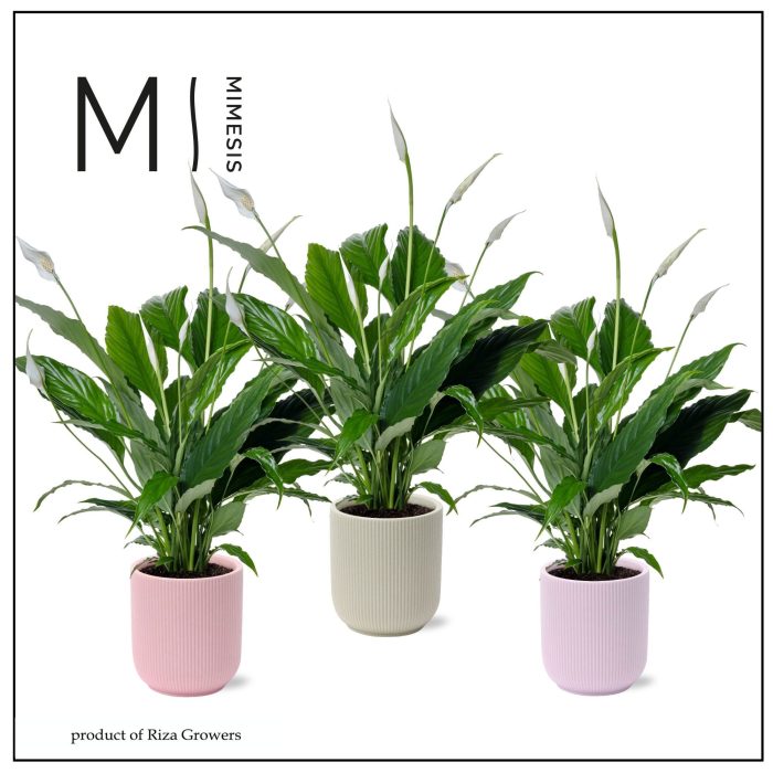 Spathiphyllum Sweet Chico Charming - 13cm in Atlanta | Mimesis, D 13