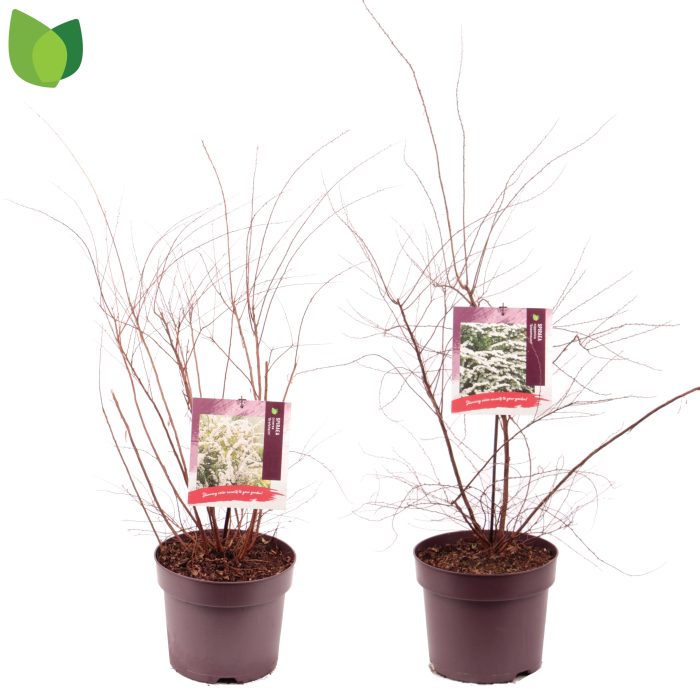 Spiraea C7,5/P26 MIX, D 26