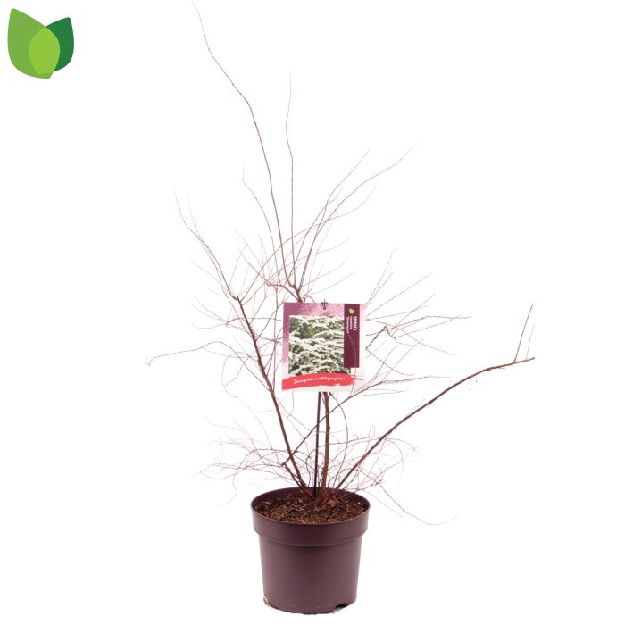 Spiraea nipponica 'Snowmound' C7,5/P26, D 26