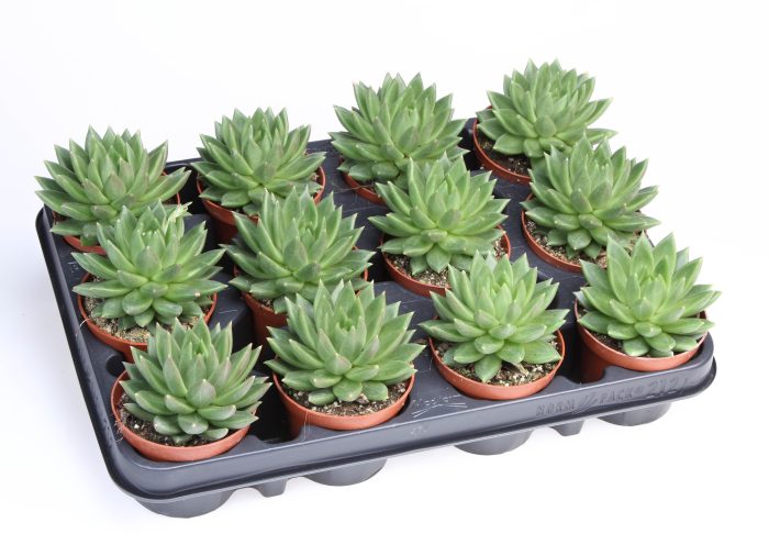 Echeveria Nekkar, D 8,5