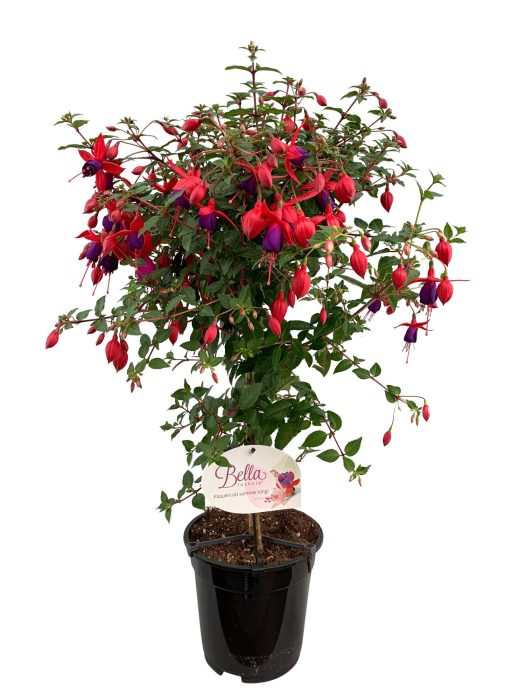 Stamfuchsia Angela, D 19