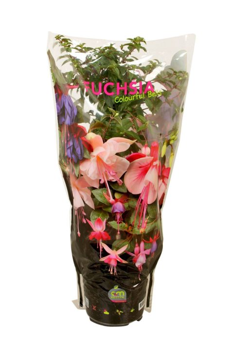 Stamfuchsia Britney in hoes, D 19
