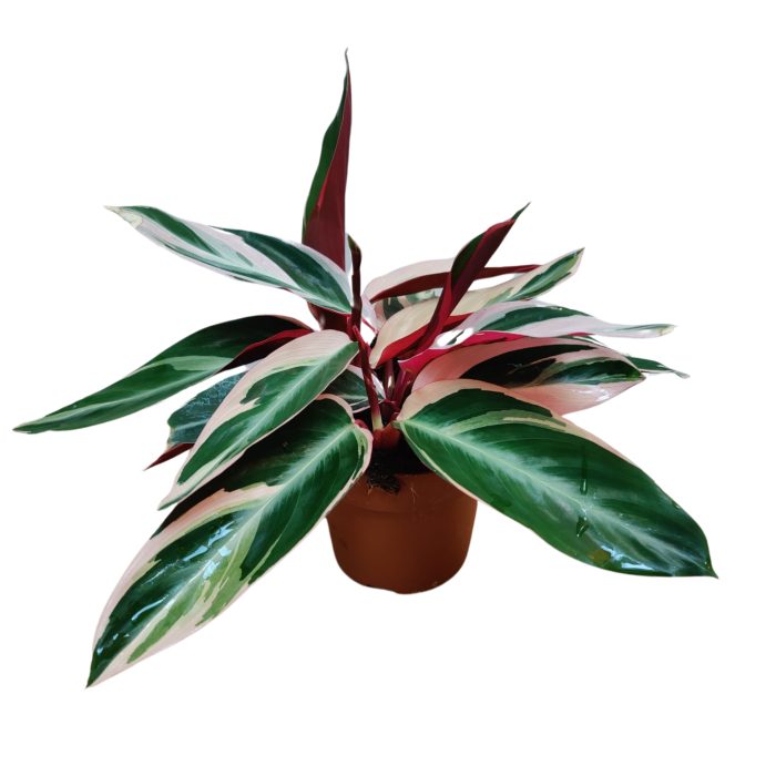 Stromanthe Triostar 12cm, D 12