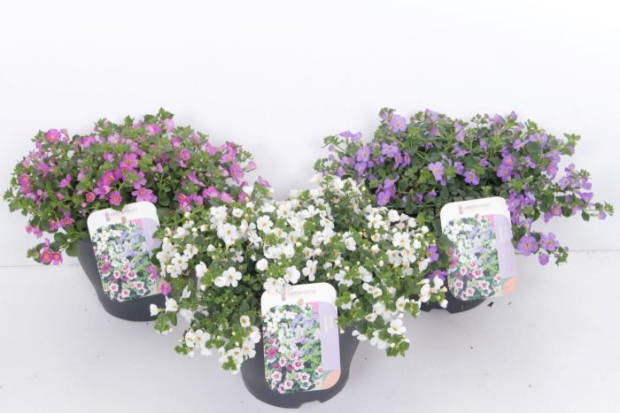 Sutera (bacopa) mix, D 23