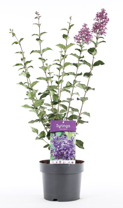 Syringa 'Dark Purple'® P19/C3, D 19