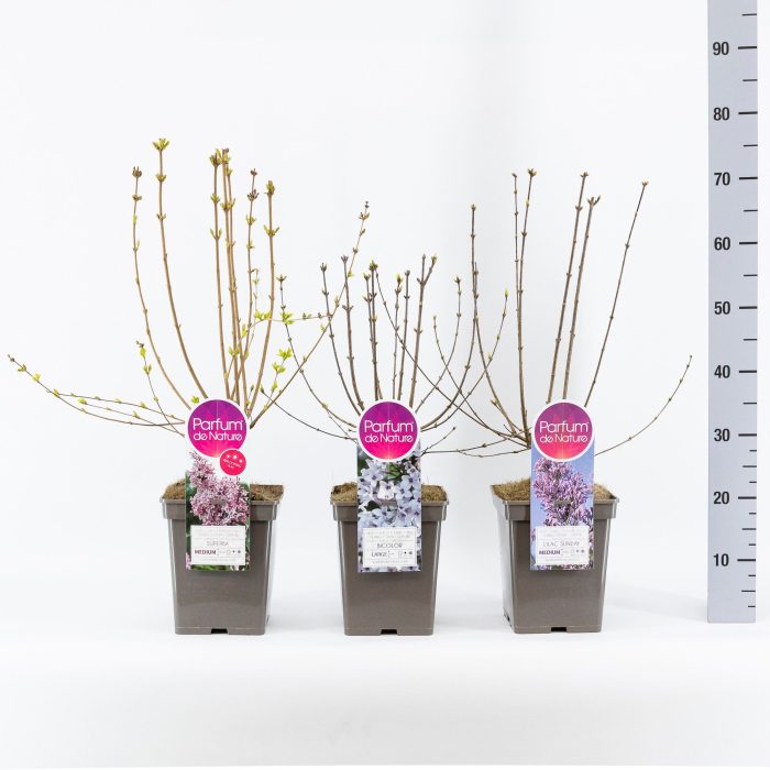 Syringa Botanisch mix, C5, D 23