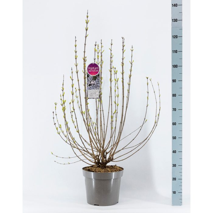 Syringa chin. Bicolor, C15, D 32
