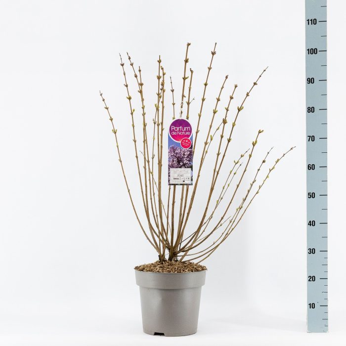 Syringa Josée, 2-jarig, C10 Solitair, D 27