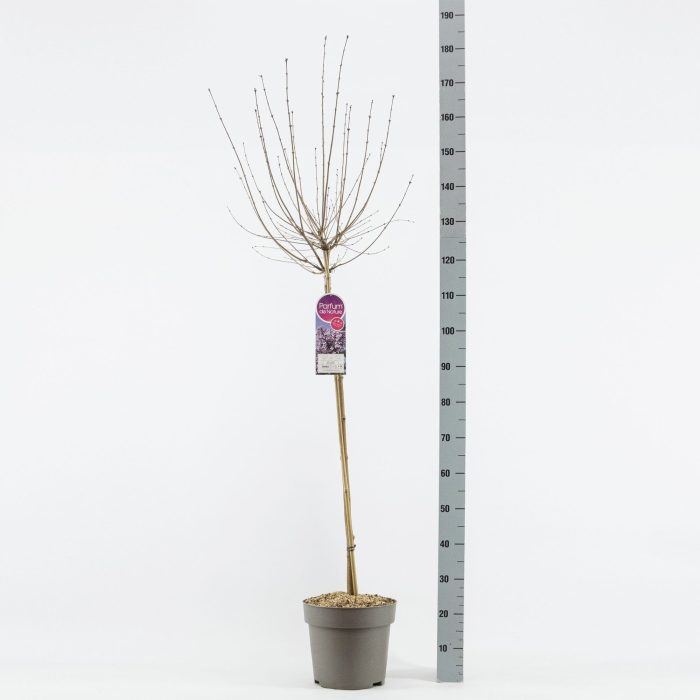 Syringa Josée, stam 90, 2-jarig, C10, D 27