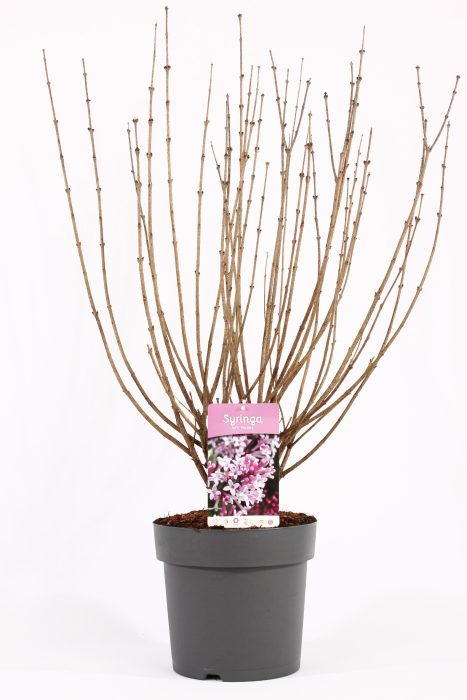 Syringa mey. 'Palibin' C7, D 26