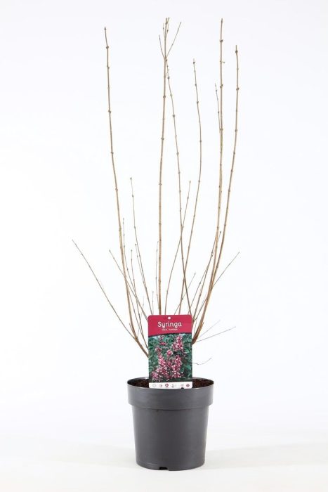 Syringa mic. 'Superba' P21/C4.6, D 21