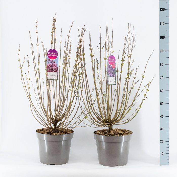 Syringa Mini sering licentie, 3-jarig, C15 Sol. mix, D 32