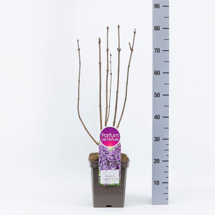 Syringa vul. Sensation, C5, D 23