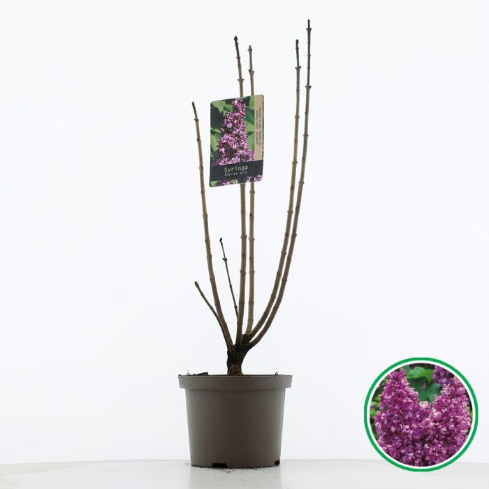 Syringa vulgaris 'Charles Joly' C5 (23cm.), D 23