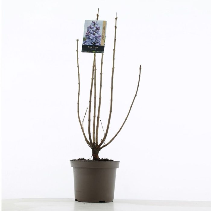 Syringa vulgaris 'Nadezhda' C7.5 (26cm.), D 26