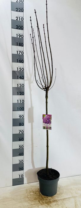 Syringa vulgaris Rose-wit op stam, D 29