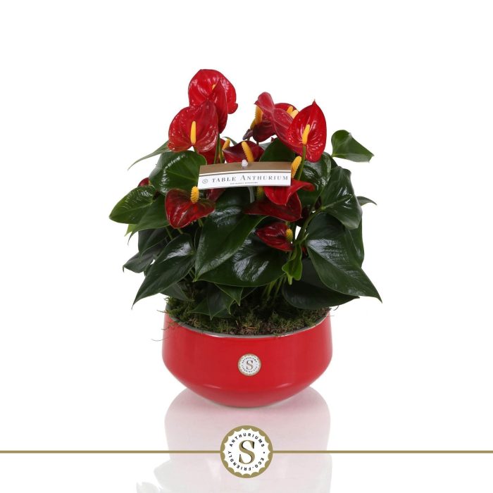 Table Anthurium Schaal Rood in Lucca keramiek, D 17