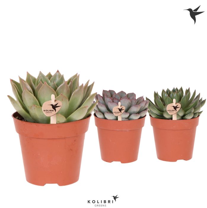 Kolibri Greens Succulenten Echeveria mix, D 12