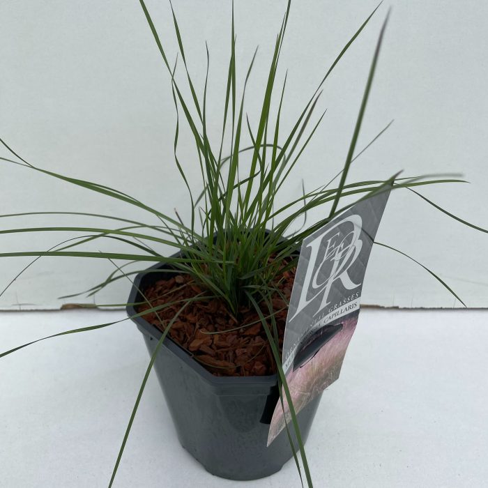 Muhlenbergia 'Capillaris', D 17