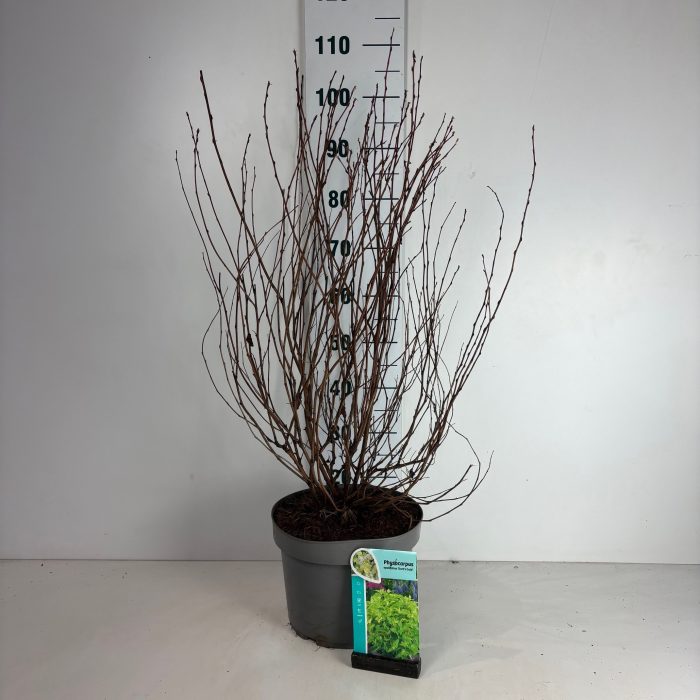 Physocarpus opulifolius Dart's Gold, D 29