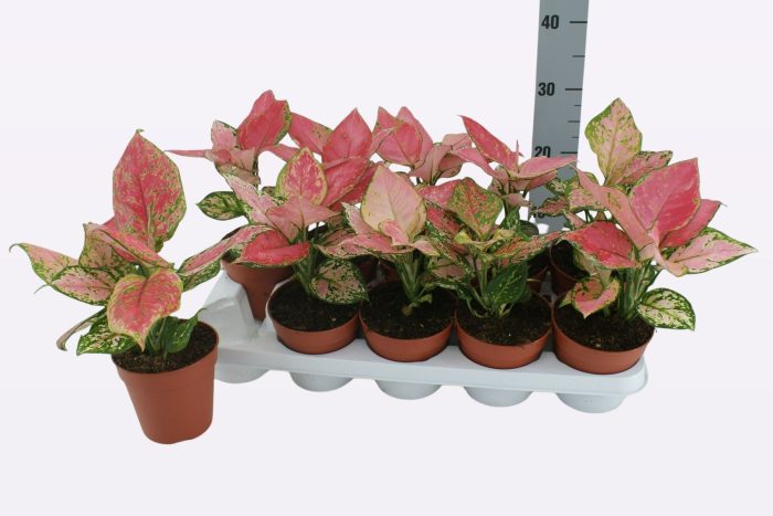 TDM P13 : Aglaonema Cherry Baby, D 13