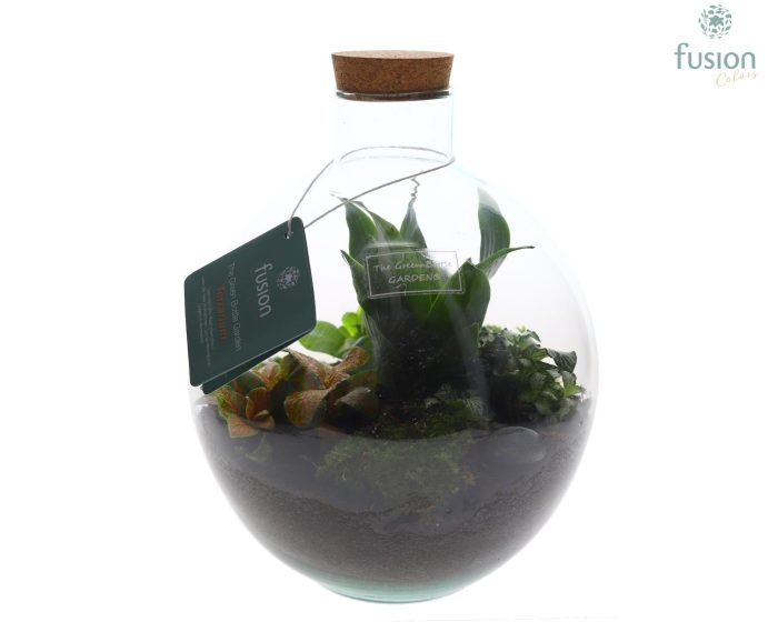 Terrarium Okaido Medium met arrangement, D 23
