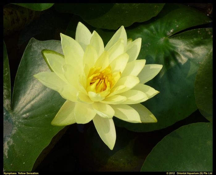 Nymphaea 'Yellow Sensation', D 11