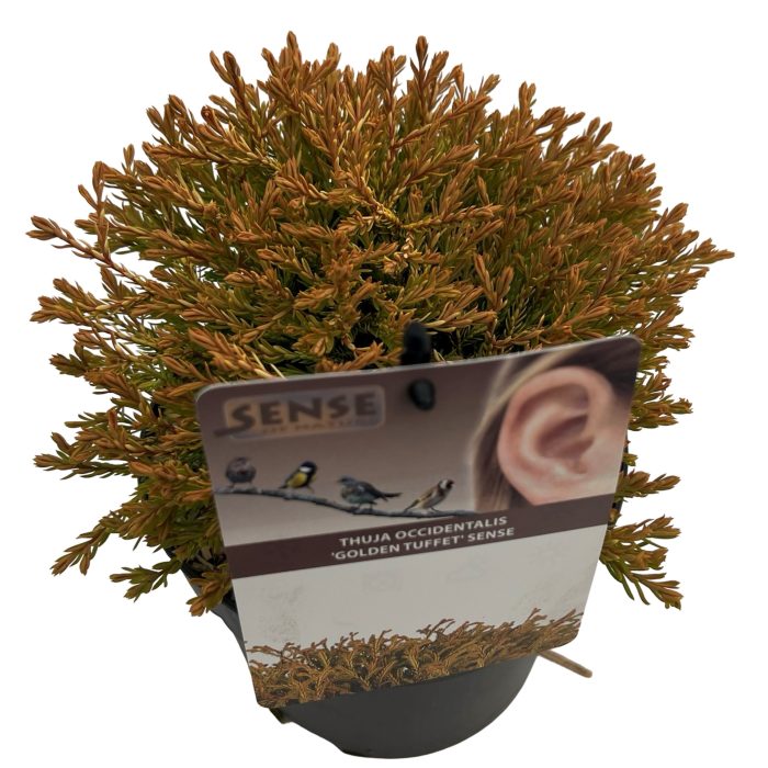 Thuja occ. 'Golden Tuffet' sense, D 17