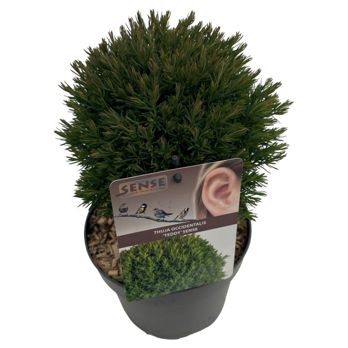 Thuja occ. 'Teddy' sense, D 17