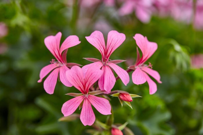 Pelargonium peltatum Balcon Pink 10,5 cm zwart, D 12