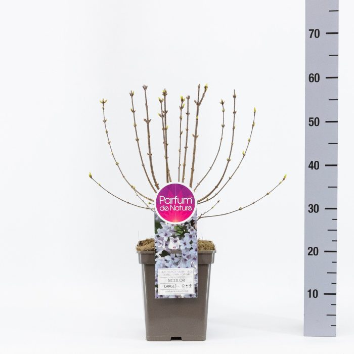 Syringa chin. Bicolor, C5, D 23