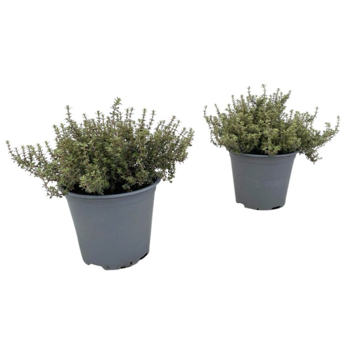 Thymus Silver Queen, D 14