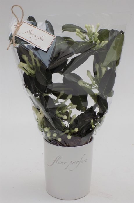 Steph.Fleur Parfum 10+ "Concept", D 12