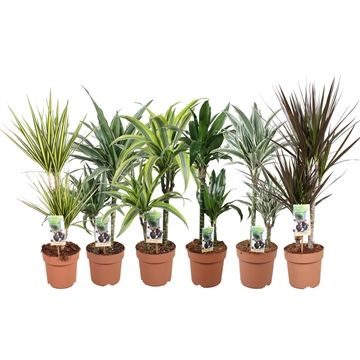 Green is...dracaena mixlaag p17 -min 4 srt pr laag/30x1 los laag, D 17