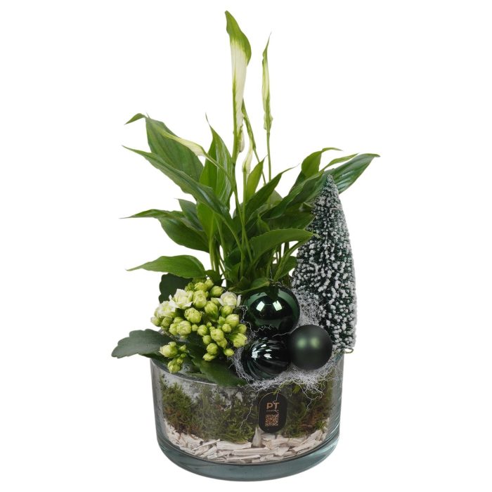 PTCHGR1914 Arrangement Christmas Green in glas schaal, D 14