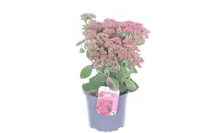 Sedum Herbstfreude, D 17
