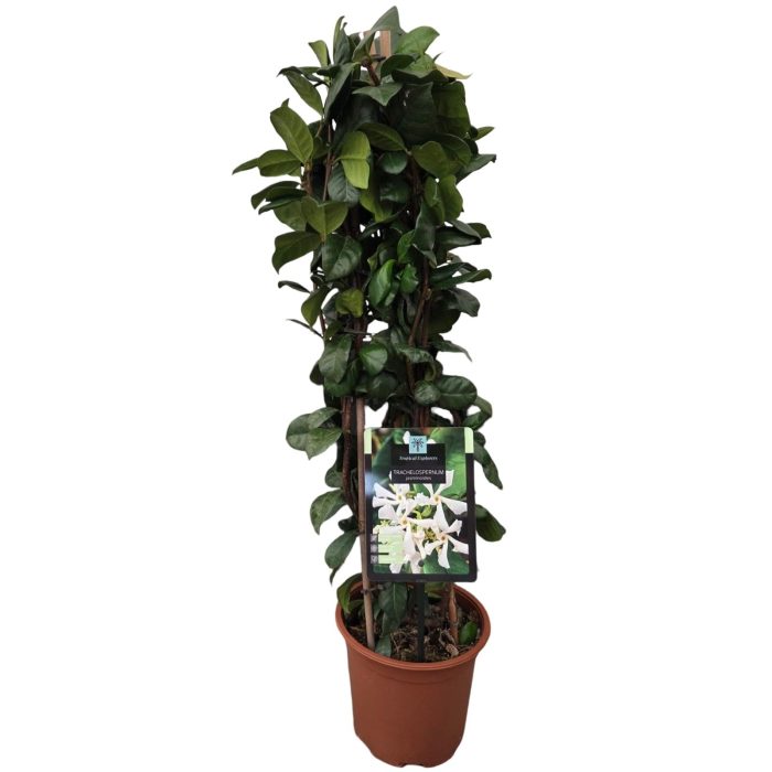 Trachelospermum jasminoides 'Pyramid', D 17