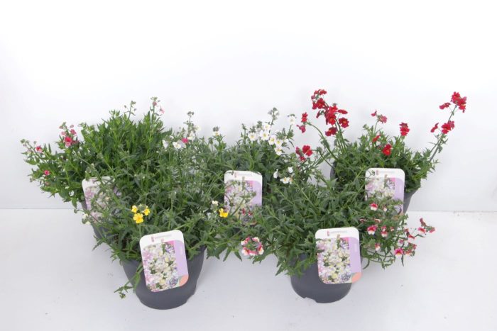 Nemesia mix, D 23