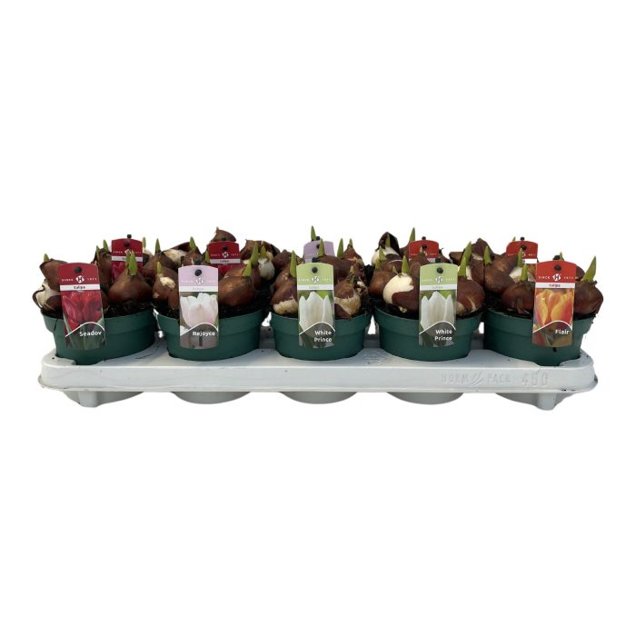 Tulpen mix 4 soorten, D 12