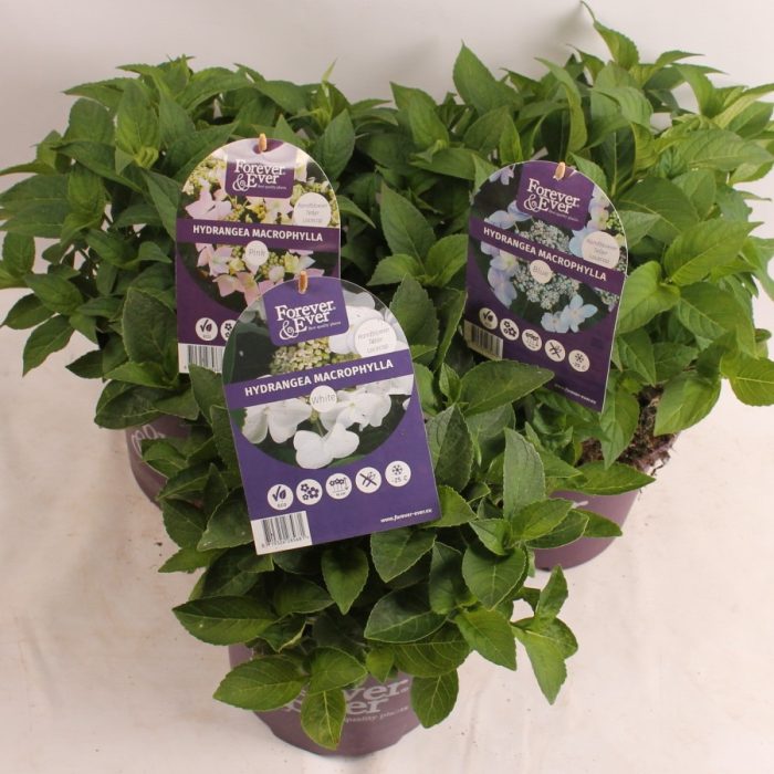 Hydrangea Forever&Ever® Teller Mix, D 23