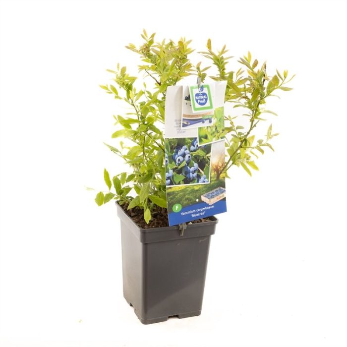 Vaccinium corymbosum Bluecrop Blauwe bes (pluk augustus), D 18